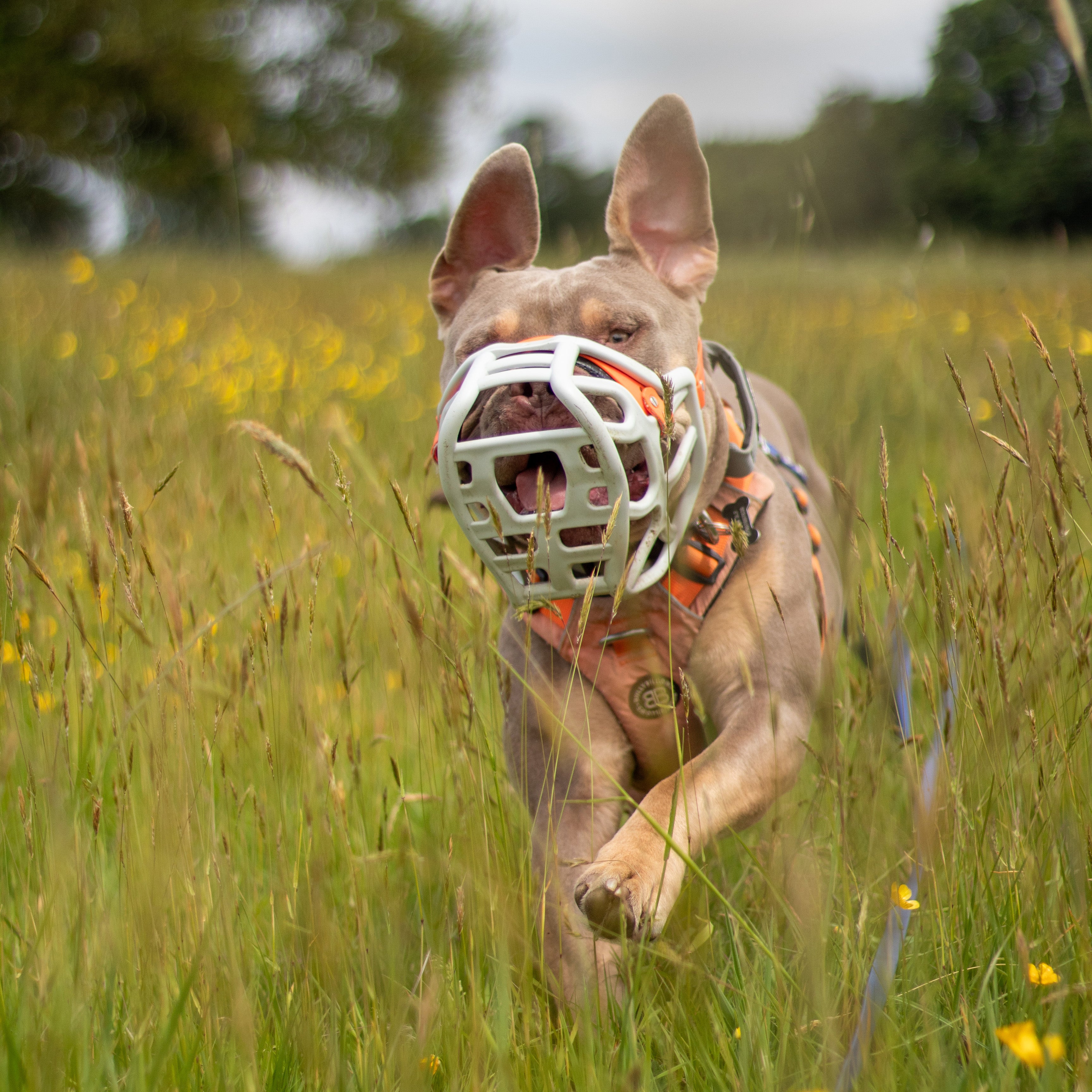 Size Harry 2.0 Dog Muzzle - Made to order muzzle with colour customisa ...