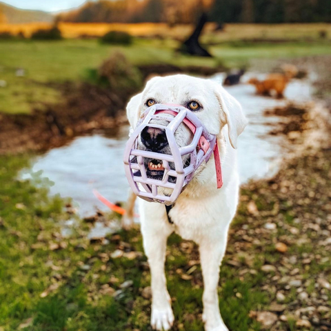 Size Sunny Dog Muzzle- Made to order muzzle with colour customisation
