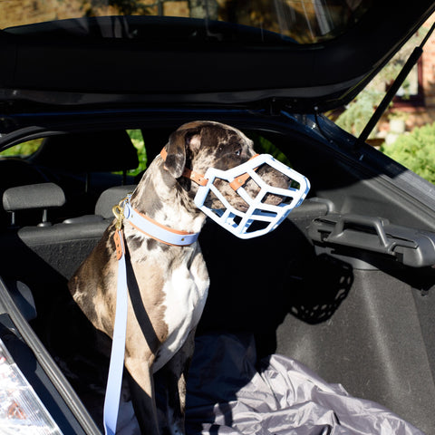 Size Sunny Dog Muzzle- Made to order muzzle with colour customisation