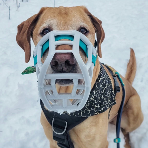 Size Sunny Dog Muzzle- Made to order muzzle with colour customisation