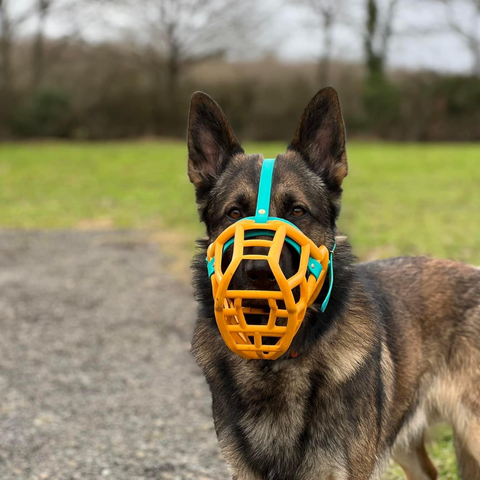 Size Sunny Dog Muzzle- Made to order muzzle with colour customisation