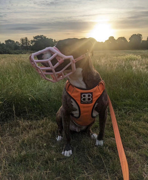 Size Sunny Dog Muzzle- Made to order muzzle with colour customisation