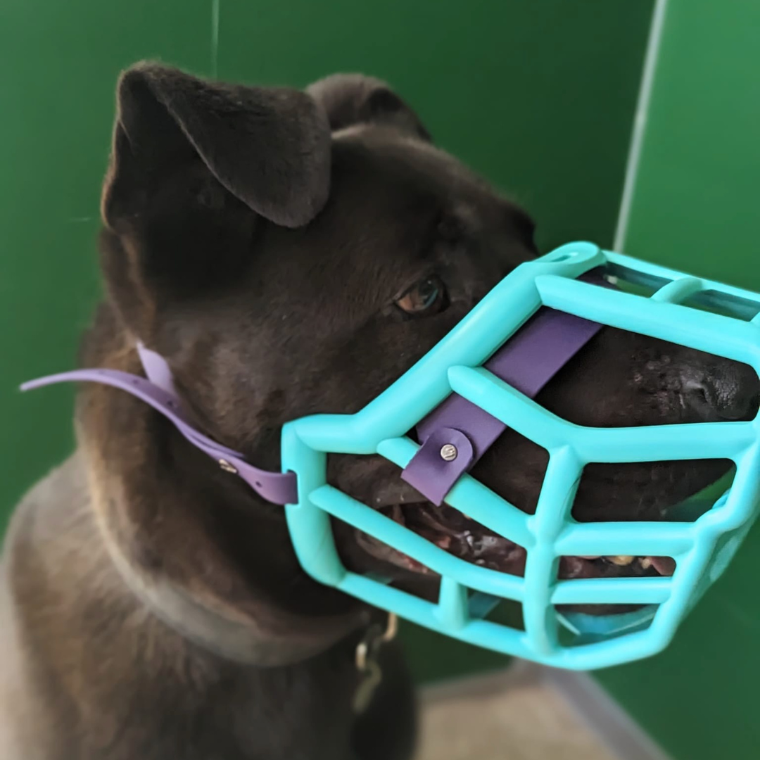 Size Sunny Dog Muzzle- Made to order muzzle with colour customisation ...