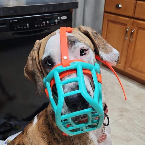 Size Sunny Dog Muzzle- Made to order muzzle with colour customisation