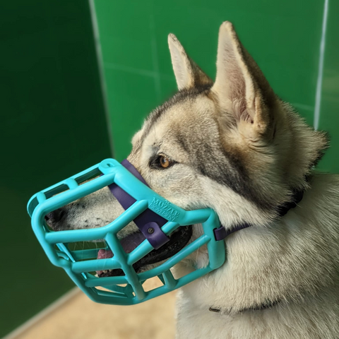 Size Sunny Dog Muzzle- Made to order muzzle with colour customisation