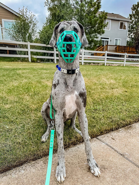 Size Sunny Dog Muzzle- Made to order muzzle with colour customisation