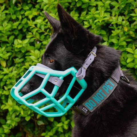 Size Sunny Dog Muzzle- Made to order muzzle with colour customisation
