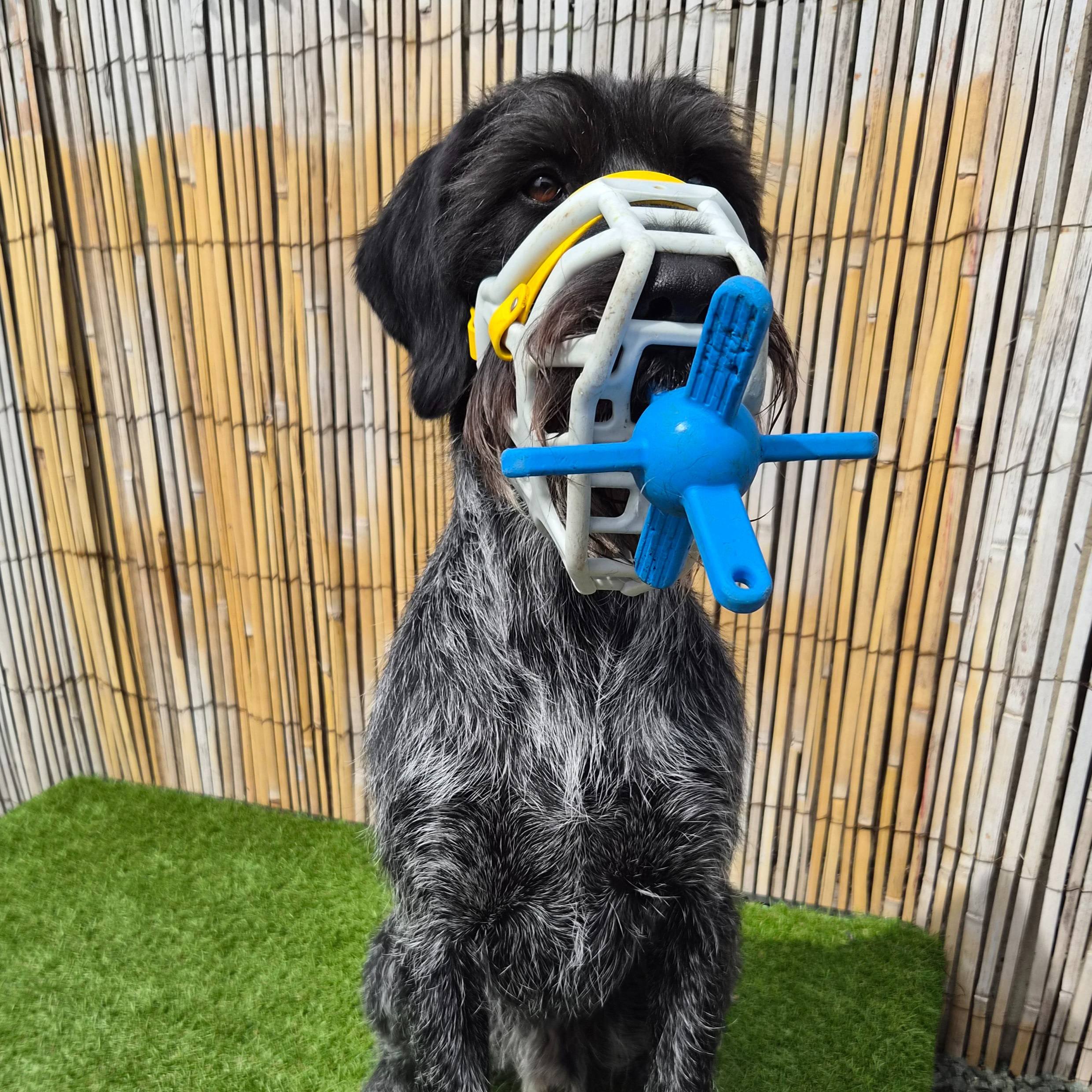 The Muzzle Mates - Muzzle friendly Fetch Toy