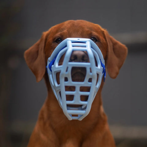 Size Taz Dog Muzzle - Made to order muzzle with colour customisation