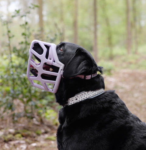 Size Taz Dog Muzzle - Made to order muzzle with colour customisation
