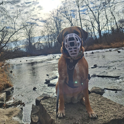 Size Taz Dog Muzzle - Made to order muzzle with colour customisation