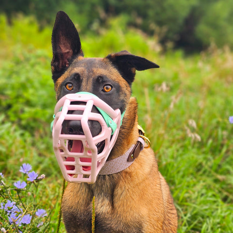Size Taz Dog Muzzle - Made to order muzzle with colour customisation