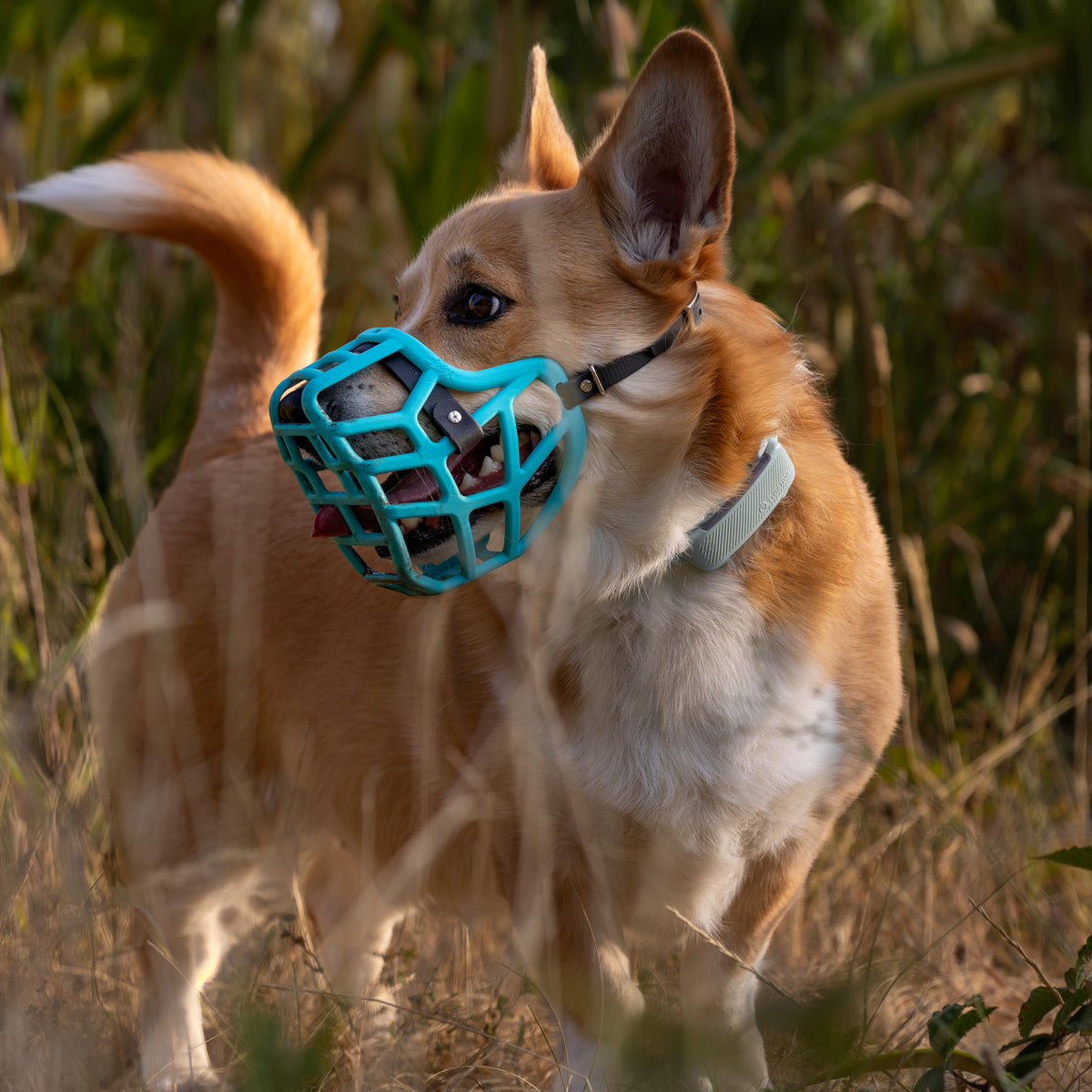 PRE ORDER Teal Size Jimmy Dog Muzzle - Made to order muzzle with colour customisation (shipping March 2027)