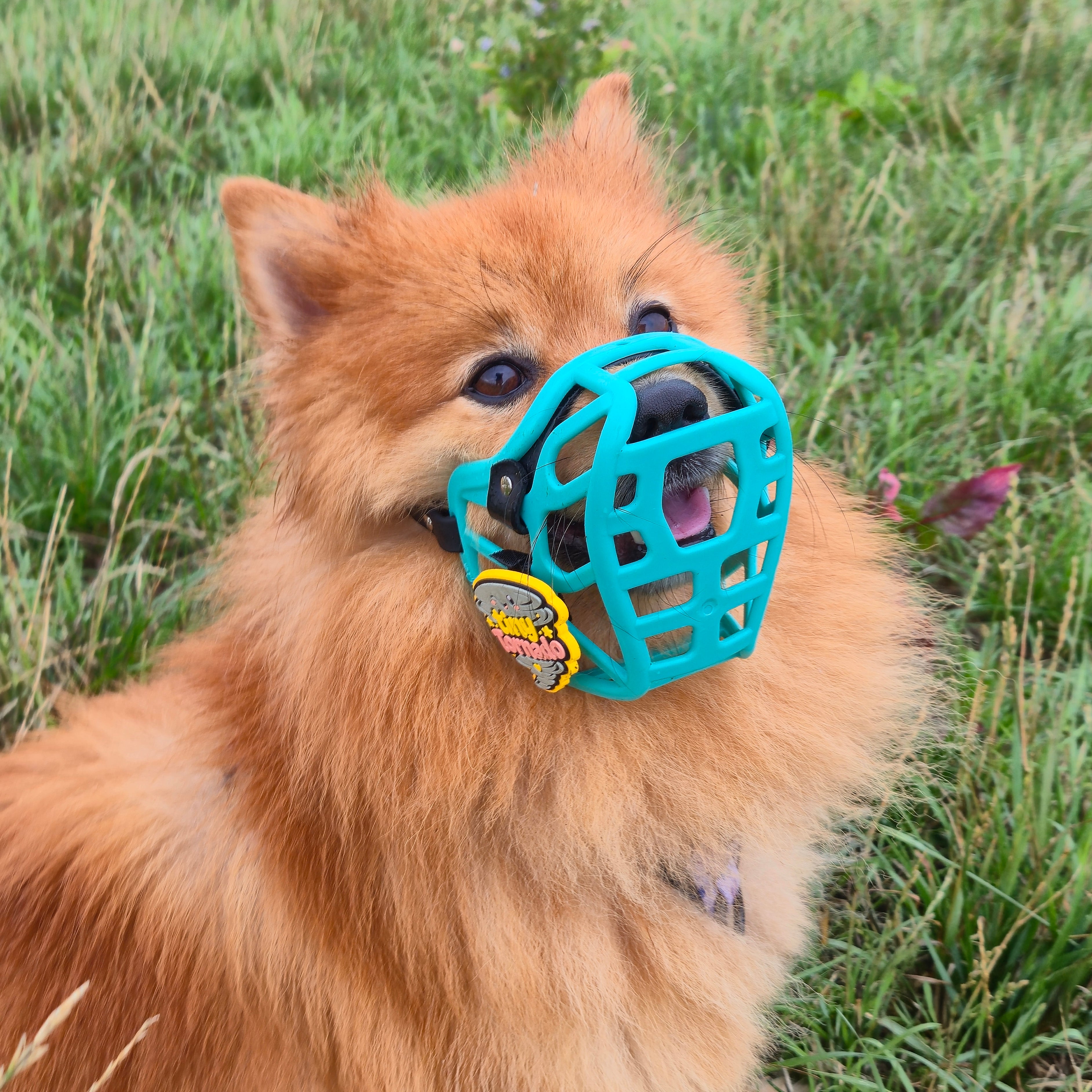 PRE ORDER Size Mia Dog Muzzle - Made to order muzzle with colour customisation (shipping September 2026)