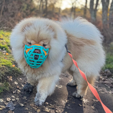 The Muzzle Movement Size Pippa Dog Muzzle for Trade Pre Order - SHIPPING DUE TO START FROM THE 8TH DECEMBER 2025