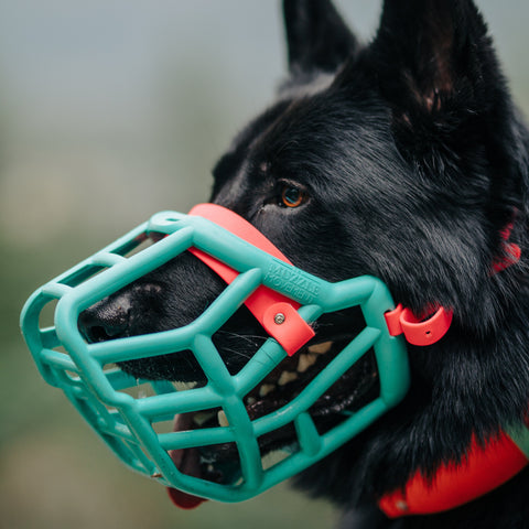 Size Sunny Dog Muzzle- Made to order muzzle with colour customisation