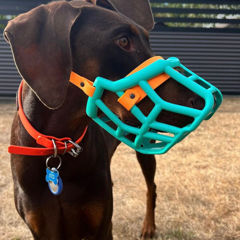 Size Tolly Dog Muzzle - Made to order muzzle with colour customisation