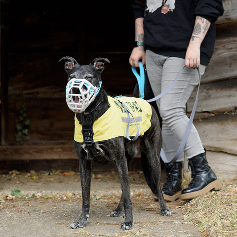 The Muzzle Movement Size Tolly Dog Muzzle for Trade