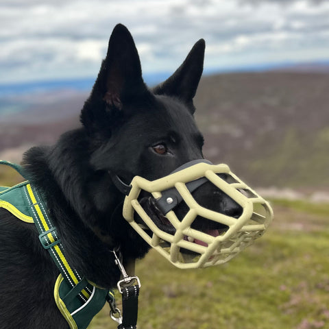 Size Tolly Dog Muzzle - Made to order muzzle with colour customisation