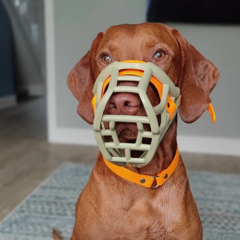 Size Tolly Dog Muzzle - Made to order muzzle with colour customisation