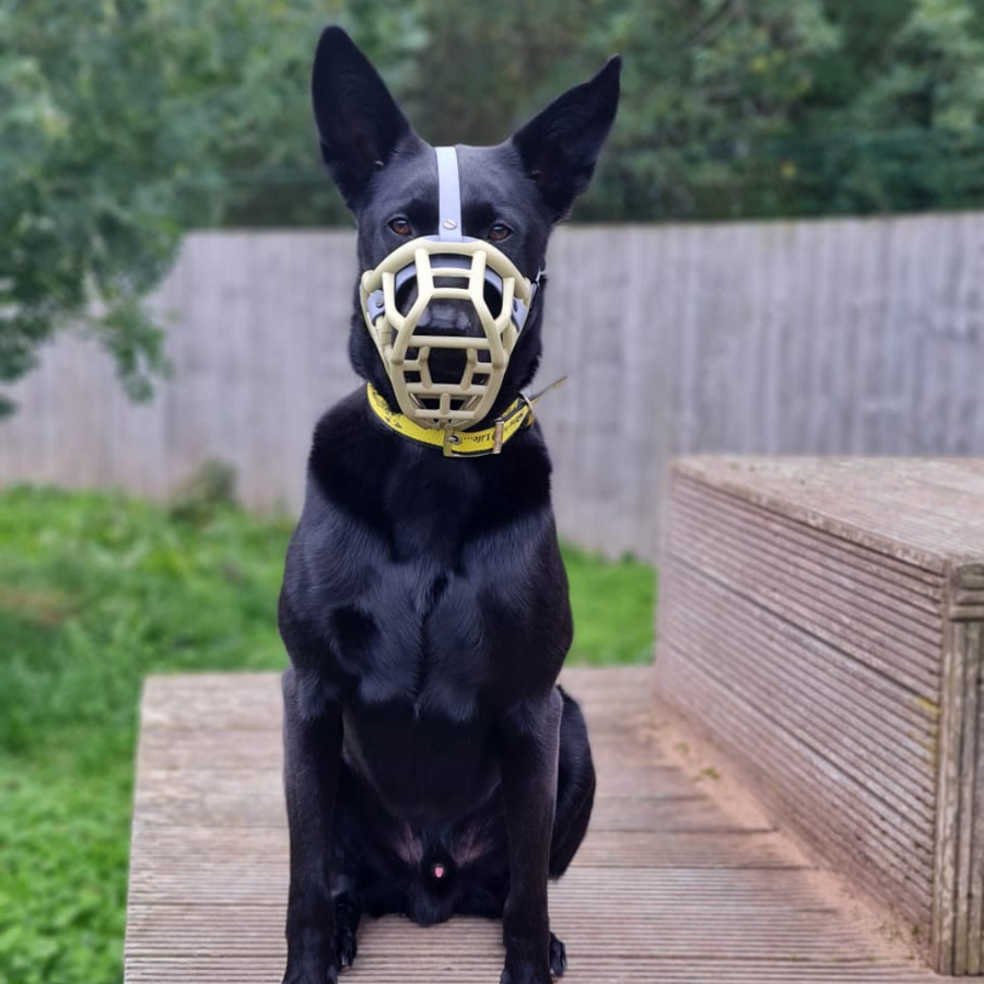Tolly* Dog Muzzle Collar and Lead set