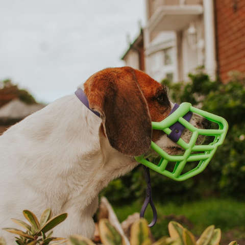 Size Tolly Dog Muzzle - Made to order muzzle with colour customisation