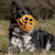 Size Tolly Dog Muzzle - Made to order muzzle with colour customisation