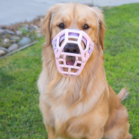 Size Tolly Dog Muzzle - Made to order muzzle with colour customisation