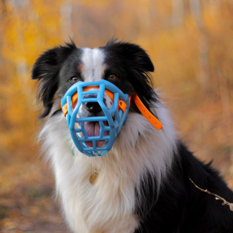 Size Tolly Dog Muzzle - Made to order muzzle with colour customisation