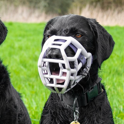 Size Tolly Dog Muzzle - Made to order muzzle with colour customisation