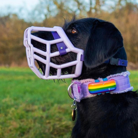 Size Tolly Dog Muzzle - Made to order muzzle with colour customisation
