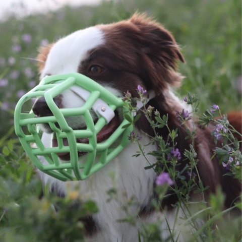 Size Tolly Dog Muzzle - Made to order muzzle with colour customisation