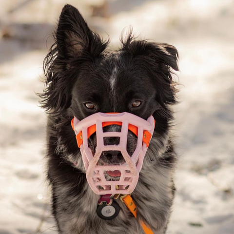 Size Tolly Dog Muzzle - Made to order muzzle with colour customisation