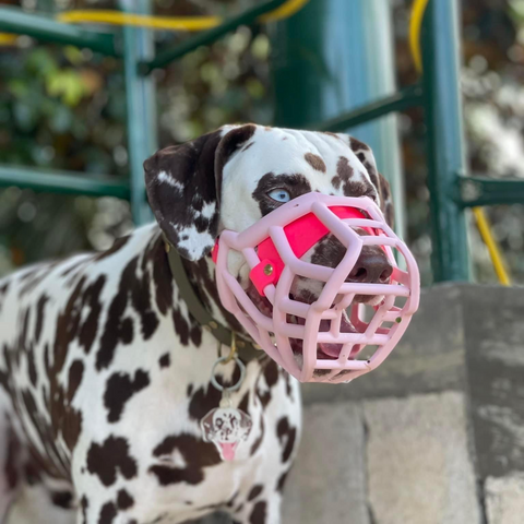 Size Tolly Dog Muzzle - Made to order muzzle with colour customisation