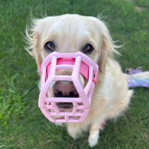 Size Tolly Dog Muzzle - Made to order muzzle with colour customisation