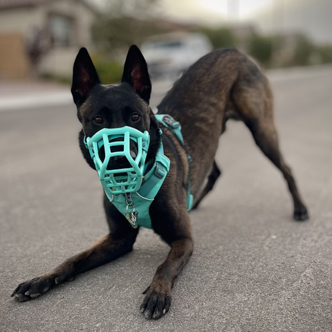 Size Tolly Dog Muzzle - Made to order muzzle with colour customisation