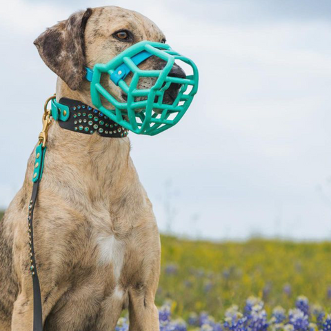Size Tolly Dog Muzzle - Made to order muzzle with colour customisation