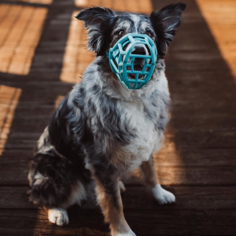 Size Tolly Dog Muzzle - Made to order muzzle with colour customisation