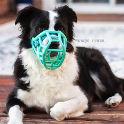 Size Tolly Dog Muzzle - Made to order muzzle with colour customisation