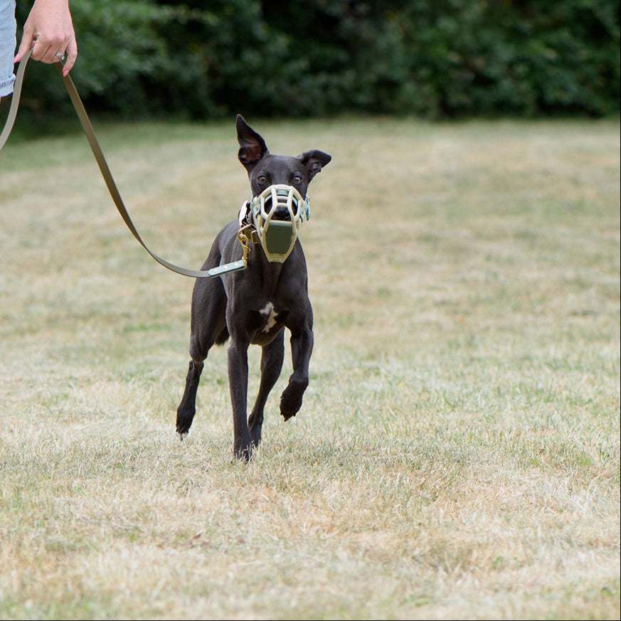 Dog running on grass wearing a muzzle with a person holding a leash.