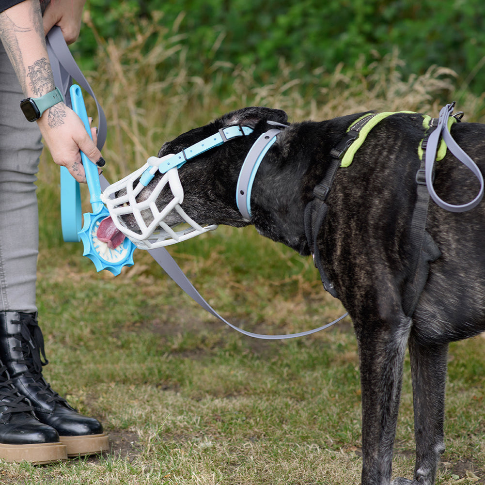 Size Tolly Dog Muzzle Made to order muzzle with colour