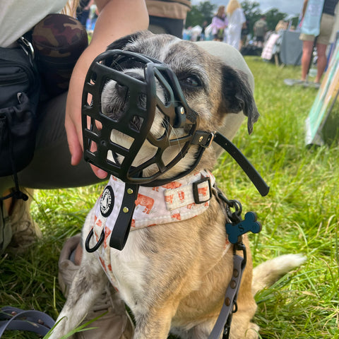 PRE ORDER Size Mia Dog Muzzle - Made to order muzzle with colour customisation (shipping September 2026)