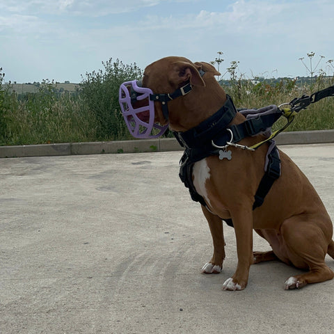 The Muzzle Movement Size Pippa Dog Muzzle for Trade Pre Order - SHIPPING DUE TO START FROM THE 8TH DECEMBER 2025
