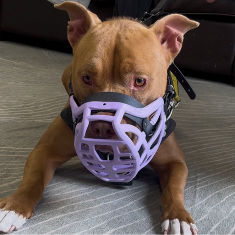 Size Pippa Dog Muzzle Pre Order - Made to order muzzle with colour customisation - SHIPPING DUE TO START FROM THE 8TH DECEMBER 2025