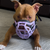 Size Pippa Dog Muzzle Pre Order - Made to order muzzle with colour customisation - SHIPPING DUE TO START FROM THE 8TH DECEMBER 2025