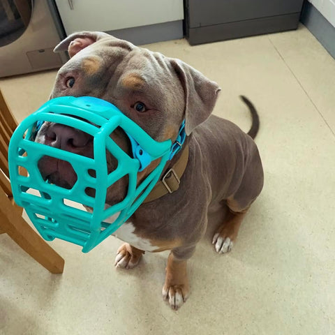 Size Mitzy Dog Muzzle - Made to order muzzle with colour customisation