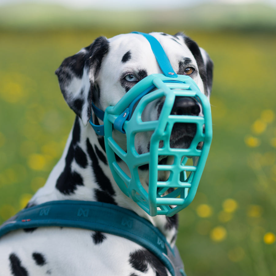 Size Taz Dog Muzzle - Made to order muzzle with colour customisation