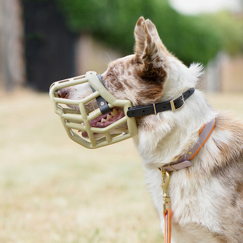 Size Tolly Dog Muzzle - Made to order muzzle with colour customisation