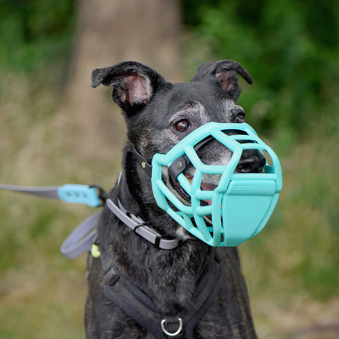 Size Tolly Dog Muzzle - Made to order muzzle with colour customisation