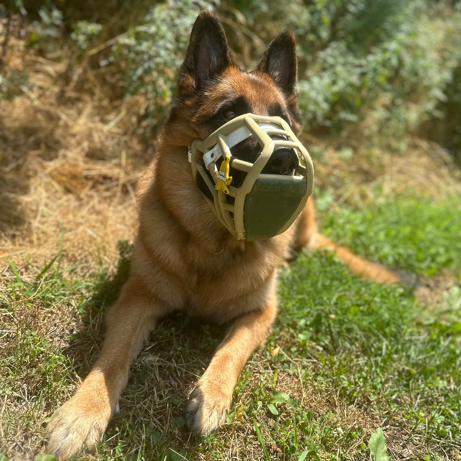 Scavenger Guard